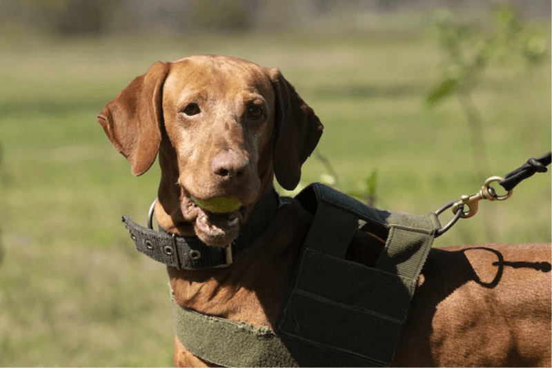 es mejor pasear al perro con collar o arnés amigo canino