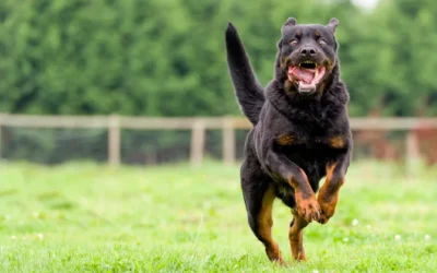 Es obligatorio el seguro de perros
