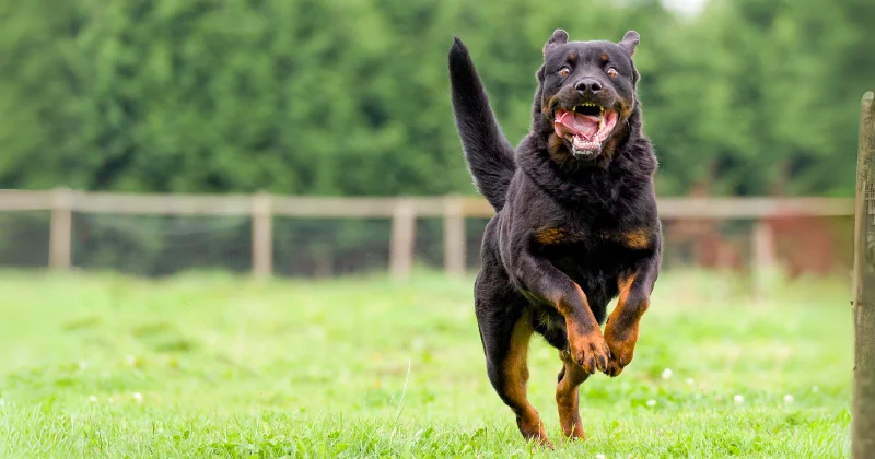Perro potencialmente peligroso corriendo feliz en un parque, ilustrando la importancia de saber si es obligatorio el seguro de perros