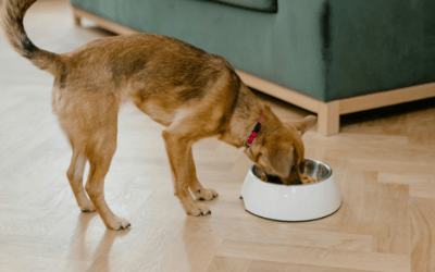 Como evitar que tu perro coma cosas del suelo