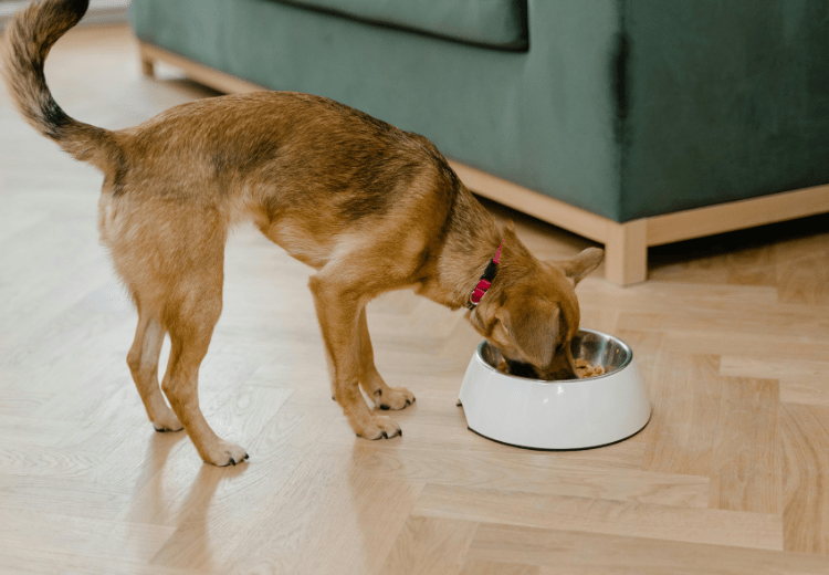 Perro comiendo de su cuenco en casa, imagen ideal para hablar sobre consejos para evitar que coman cosas del suelo.