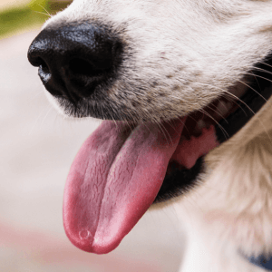 ¿Por qué jadean los perros?
