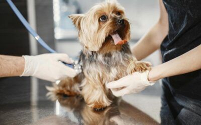 La salud de tu perro: 10 consejos prácticos para garantizar su bienestar diario