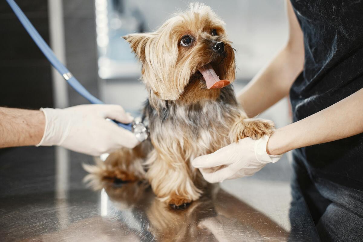 la salud de tu perro blog