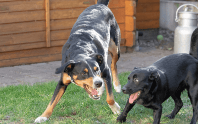 Los perros son celosos