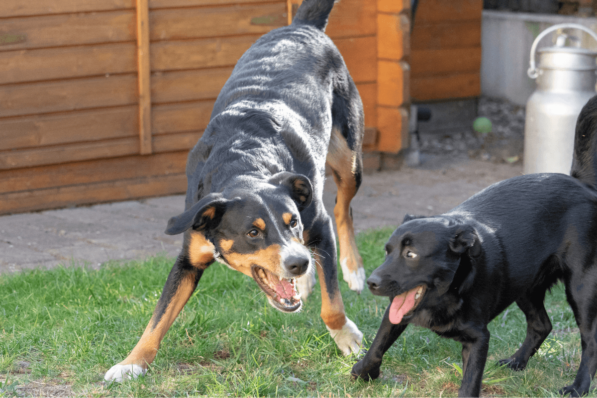 Dos perros en actitud defensiva que ejemplifican cómo los perros son celosos al interactuar entre ellos en el jardín