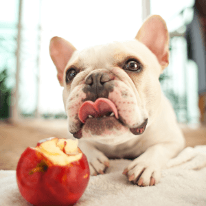 Los perros pueden comer manzanas