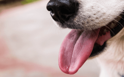 ¿Por qué jadean los perros?