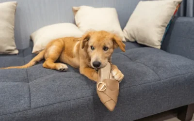 ¿Por qué mi perro muerde mis zapatos?