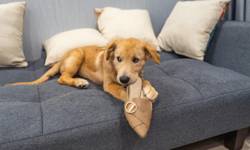 Cachorro tumbado en un sofá mordiendo un zapato, ilustrando el comportamiento típico que responde a por qué mi perro muerde mis zapatos