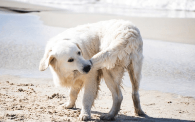 Mi perro se muerde la cola, ¿qué puedo hacer?