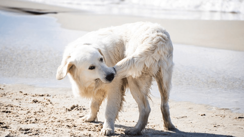 mi perro se muerde la cola