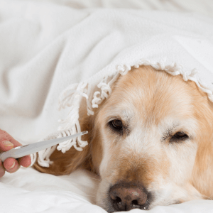 Cómo saber si un perro tiene fiebre
