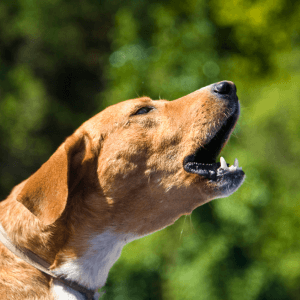 ¿Qué es un perro reactivo?