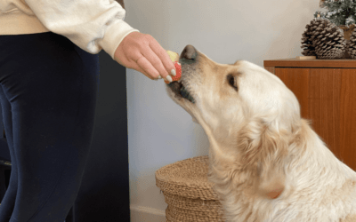 Los perros pueden comer manzanas