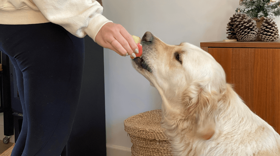 perros pueden comer manzanas perros pueden comer manzanas
