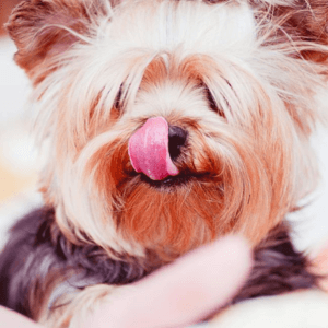 ¿Por qué mi perro se lame la nariz?