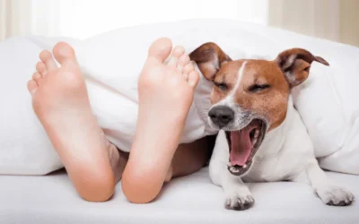 ¿Por qué mi perro me lame los pies?