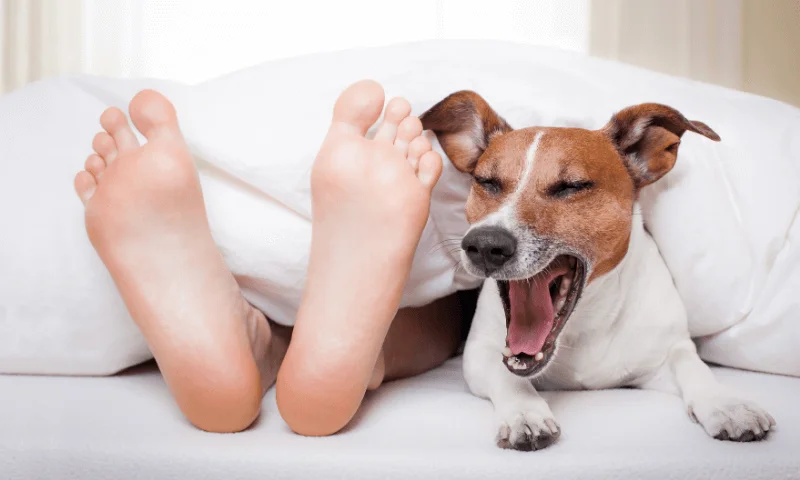Perro junto a los pies de su dueño en la cama, ilustrando la conducta común que responde a la pregunta por qué mi perro me lame los pies