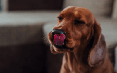 ¿Por qué mi perro se lame la nariz constantemente? Causas y soluciones