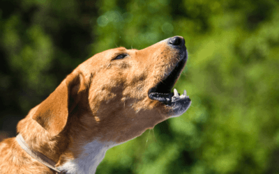 Qué es un perro reactivo