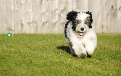 Cómo evitar que mi perro se escape de la casa