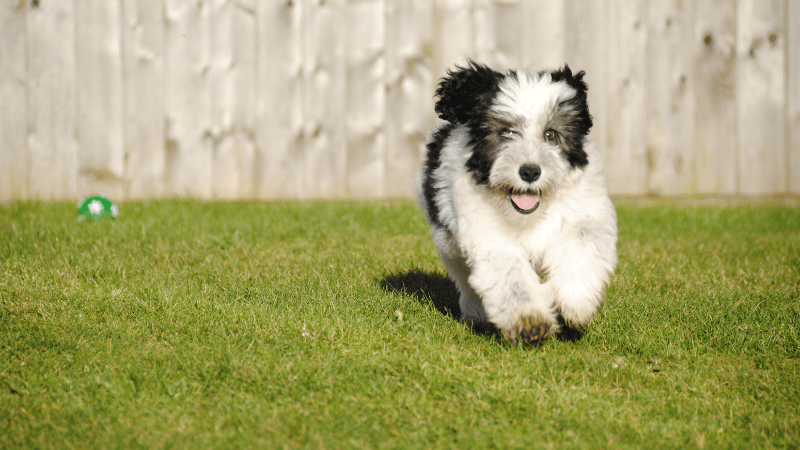 Perro corriendo en el jardín, imagen sobre cómo evitar que mi perro se escape de la casa