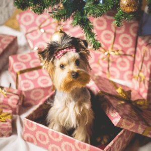 ¿Qué le puedo regalar a mi perro por Navidad?