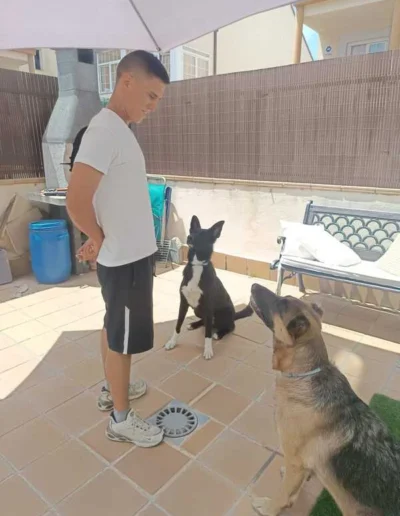 Quién soy adiestrador canino trabajando en el entrenamiento de perros en un patio