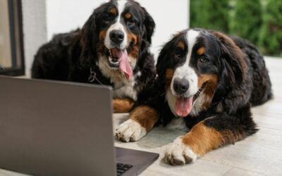 Cuáles son los mejores perros para tener en casa