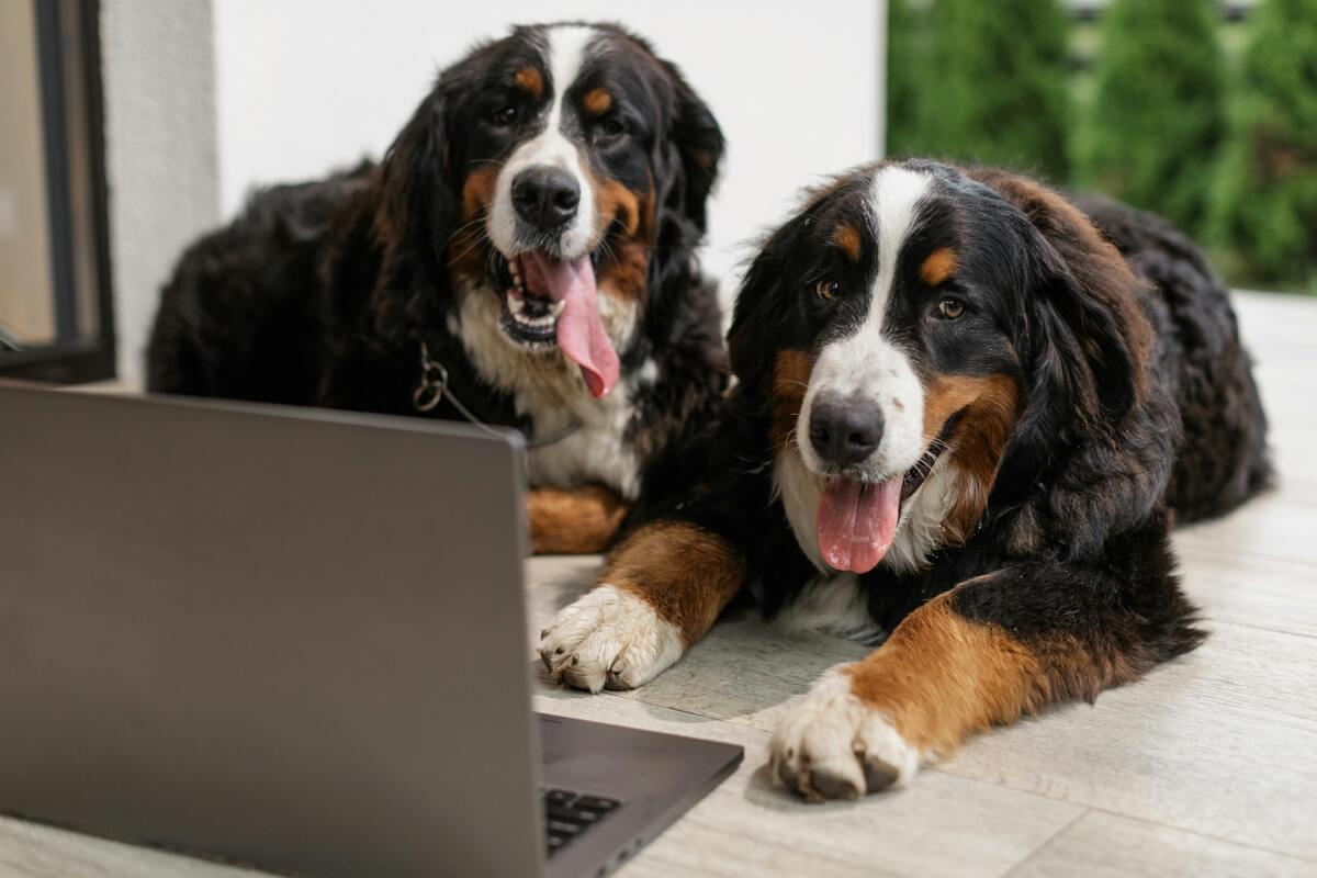 Dos perros de montaña de Bernese mirando un portátil, representando una de las opciones cuando te preguntas cuáles son los mejores perros para tener en casa por su carácter tranquilo y familiar.