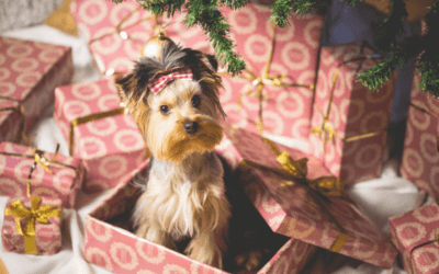 ¿Qué le puedo regalar a mi perro por Navidad?