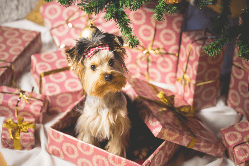 Perro pequeño entre regalos navideños debajo del árbol, ideal para ilustrar ideas sobre qué le puedo regalar a mi perro por Navidad
