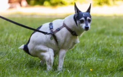 Tipos de cacas de perro y su significado