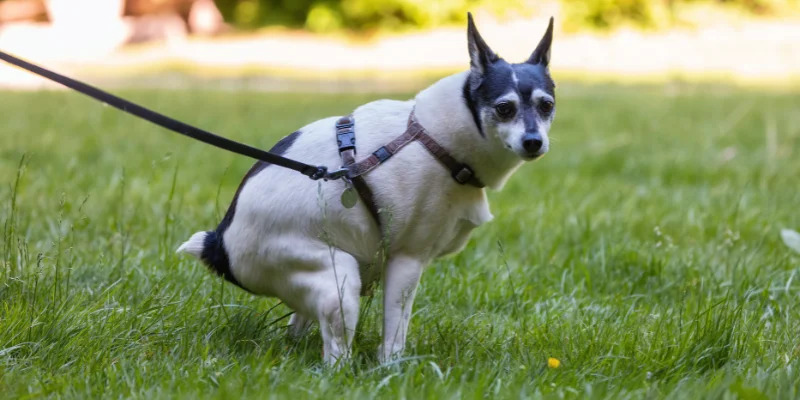 Tipos de cacas de perro y su significado