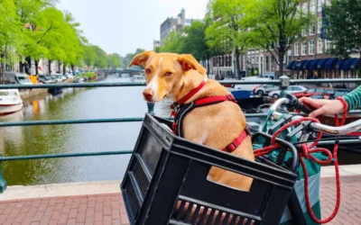 Los mejores transportines para perros pequeños en 2025