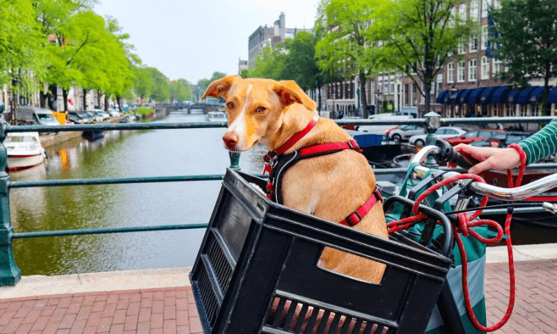 Los mejores transportines para perros pequeños en 2025
