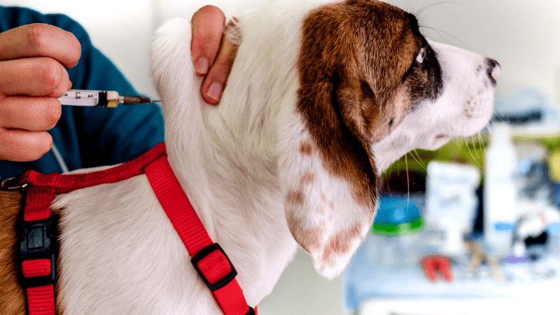 vacunas veterinario en madrid blog