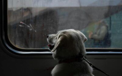 Consejos esenciales para viajar con tu perro: guía completa