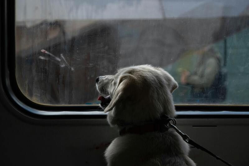 viajar con perros blog