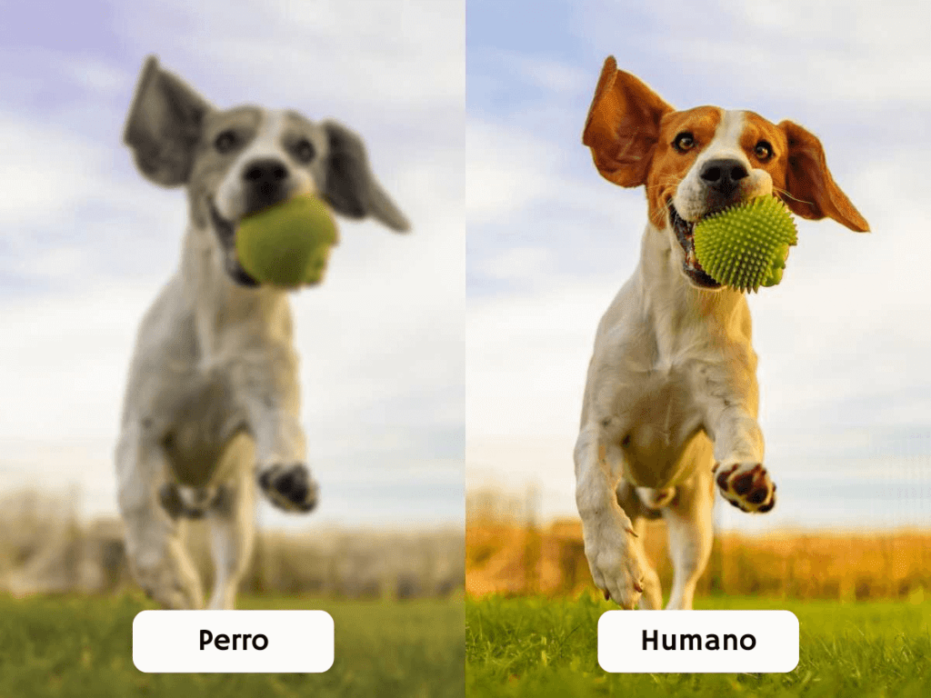 Los ojos de los perros suelen estar en ángulo de 20 grados. Tienen, por tanto, más visión periférica que nosotros, pero menos visión binocular. Eso significa ..vista de humanos vs vista de perros